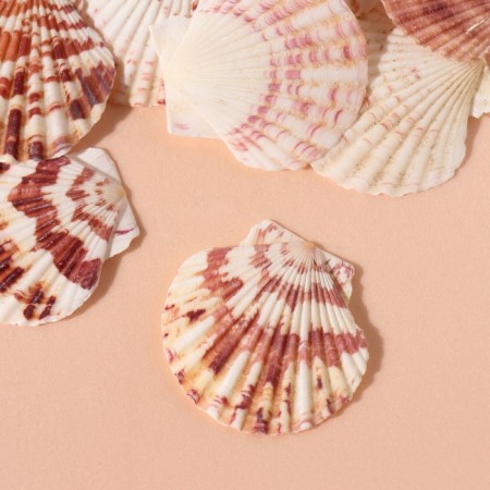 Treasurous decorative shells "scallop" set of 100 grams-1