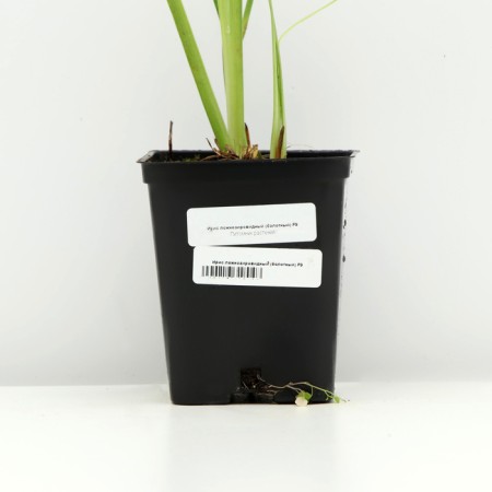 Iris false -airovid (swamp), P9 pot, 1 pc, spring 2024-3