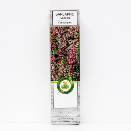 Barberis Tunberg "Pink Queen", 1 pc, tube, spring 2025