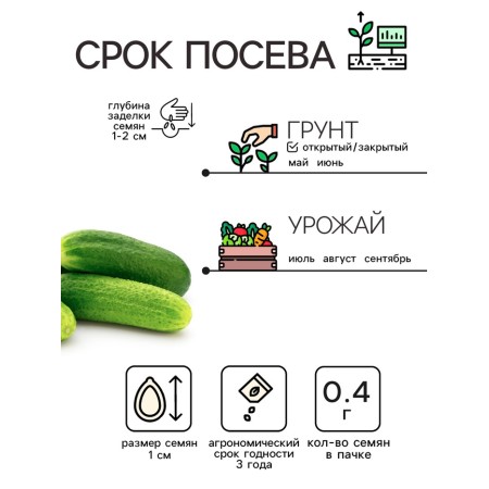 Cucumber seeds "Shorty", 0.4 g-1