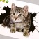 Stick 3D interior cat 30*20cm