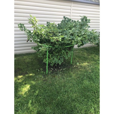 Builder for currant and gooseberries, 80 × 80 × 70 cm, green-3