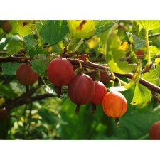 Gooseberry Mashek, s2 pot, n20-40 height, 1 pc, summer 2024