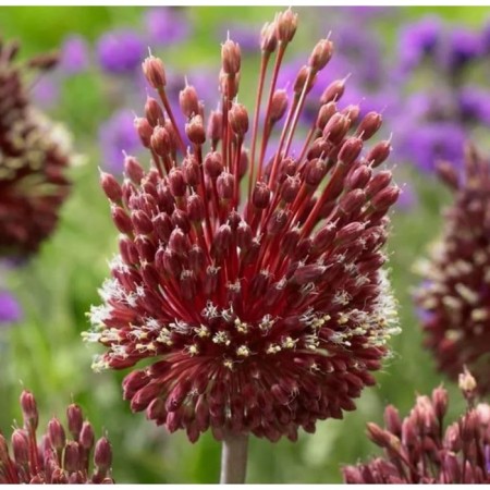 Amethyst onion Red Mogican, 10/12 rr, 3 pcs, 90-100 h (cm), autumn 2024