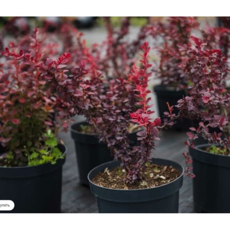 Barberry Tunberg, C2 pot, 1 pc, summer 2024