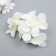 Flowers for decoration "hydrangea" white 10x10 cm