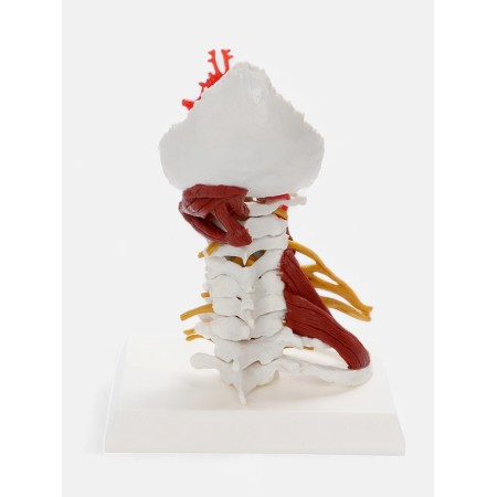 Layout "spine, neck department" 22cm-2