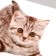 Stick 3D interior cat 29*21cm