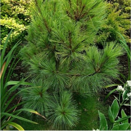 Ordinary pine, c5 pot, 1 pc, summer 2024