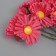 Decorative flower for creativity "chamomile" fuchsia