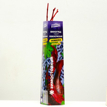 Grape seedling "Levokumsky", 1 pc, spring 2024-1