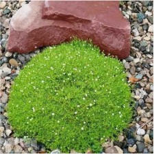 Mshanka Shilid Green Moss, P9 Pot, 1 pc, Summer 2024