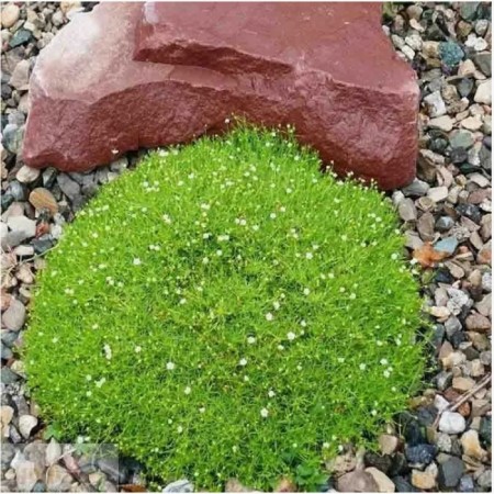 Mshanka Shilid Green Moss, P9 Pot, 1 pc, Summer 2024