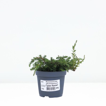 Juniper ordinary "Green Capita", P9, Spring 2024-1