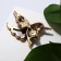 Brooch "Galiotis" hummingbirds, green color in black gold