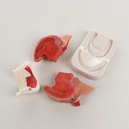 Lower jaw, tongue, 10*7*7cm layout-3