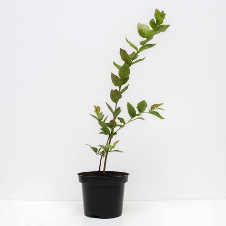 Blueberries tall Nelson, C2 pot, H20-40 Height, 1 pc, summer 2024-1