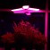LED phytolamp, E27, 24 W, IP 20, 220 V, three -petal, folding, multi -pointral 7391