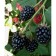 Black Black Brzezina, C2 pot, H20-40 Height, 1 pc, summer 2024