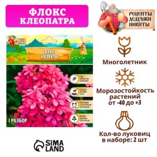 Флокс "Клеопатра" р-р I, 2 шт,
