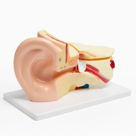 Ladder "Human Ear" 27*18cm-6