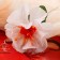 Artificial flowers "Crisp" D-11 cm H-27 cm, white