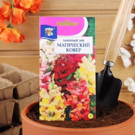 Flower seeds Lion Zev are low. "Magic Carpet", 0.2 gr-2
