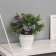 Bonsai in the pot "Ruelliya Premium" 19x9 cm, mix