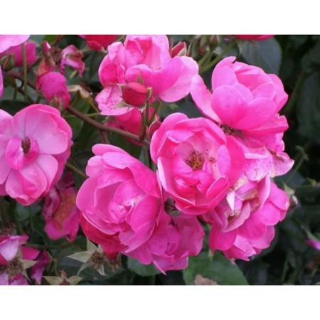 Rose Floribunda Angela, C3.5 pot, H25-45, 1 pc, summer 2024