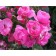 Rose Floribunda Angela, C3.5 pot, H25-45, 1 pc, summer 2024