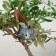 Birds for decor and floristry, on clothespin, mix, plastic, 1pcs, 8 x 8 cm