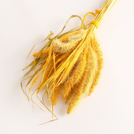 Set of dried flowers "Setaria", banch 7 pcs, length 55-65 (+/- 6 cm), yellow-2