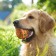 Brying toy "Hamberger with salad" for dogs, 9.5 cm