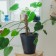 Pegs for garter plants, h = 50 cm, d = 2.5 cm, coconut, greengo