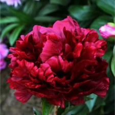 PION Milk Highlaite, C3 pot, 1 pc, summer 2024