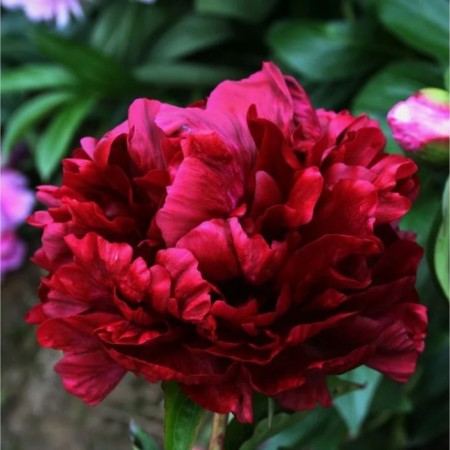 PION Milk Highlaite, C3 pot, 1 pc, summer 2024