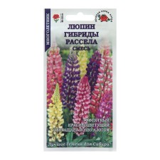 Flowers of Lupine 