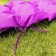 Willy pillow, size 42x148 cm, purple color
