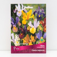 Iris Dutch chloride of colors, 10 pcs, rr 6/7, spring 2025