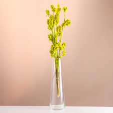 Set of dried flowers 