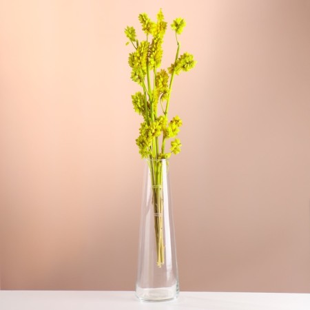 Set of dried flowers "licorice", ban 3 pcs, length 50 (+/- 6 cm), bright yellow