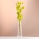 Set of dried flowers "licorice", ban 3 pcs, length 50 (+/- 6 cm), bright yellow