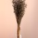 Set of dried flowers "Lenon-debunge", banch length 55-60 (+/- 6 cm), bronze