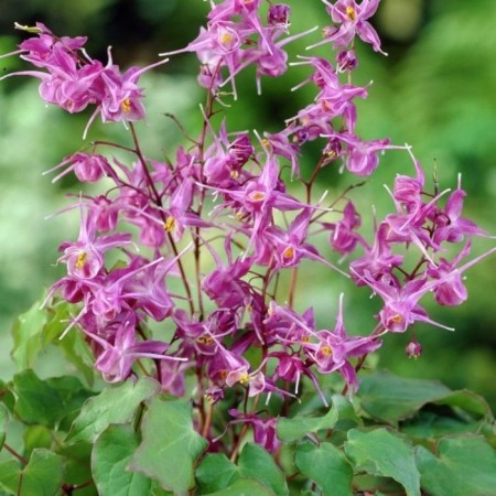 Goryanka large-flowered lilafi, rr I, 1 pc, spring 2025