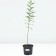 Flox blizzard winter morning, pot C2, 1 pc, summer 2024