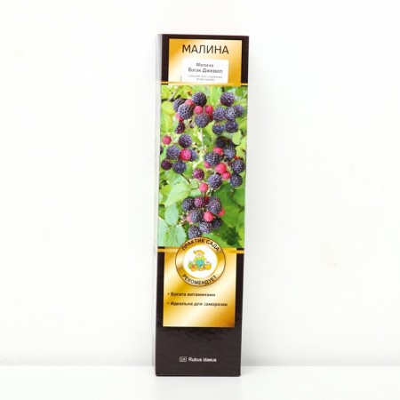 Raspberry traditional varieties "Black Jewel", 1 pc, tube, spring 2025