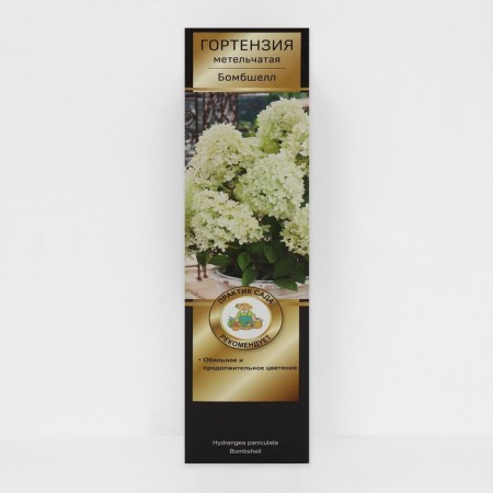 Hydrangea blizzard suite "Bombshell", 1 pc, tube, spring 2025