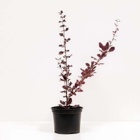 Barberry Tunberg Atropurpurea, C2 pot, H10-50 height, 1 pc, summer 2024-1