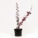 Barberry Tunberg Atropurpurea, C2 pot, H10-50 height, 1 pc, summer 2024