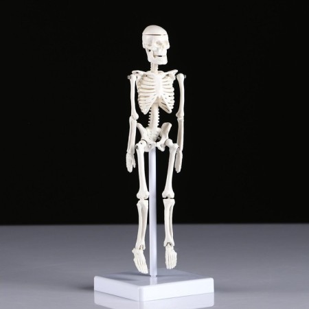 Model "Human Skeleton" 22cm-1